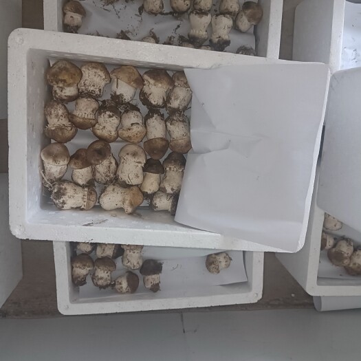 喀喇沁旗赤松茸大量上市