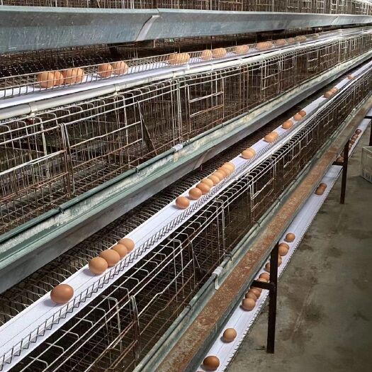 泊头市养鸡场自动捡蛋机 供应全自动多功能捡蛋机 简易捡蛋器