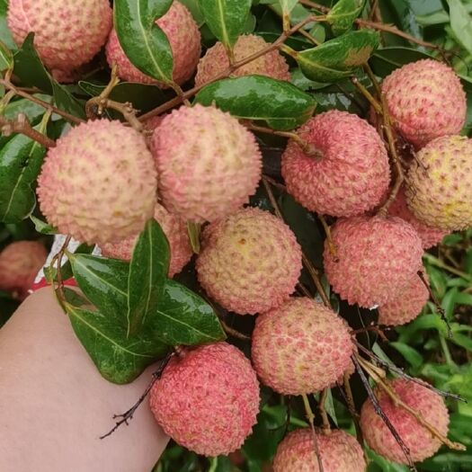 廉江市妃子笑，桂味，鸡嘴