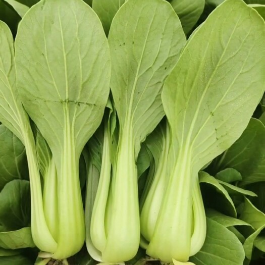 曹縣上海青油菜產(chǎn)地直發(fā)按需做貨支持代發(fā)破損包賠