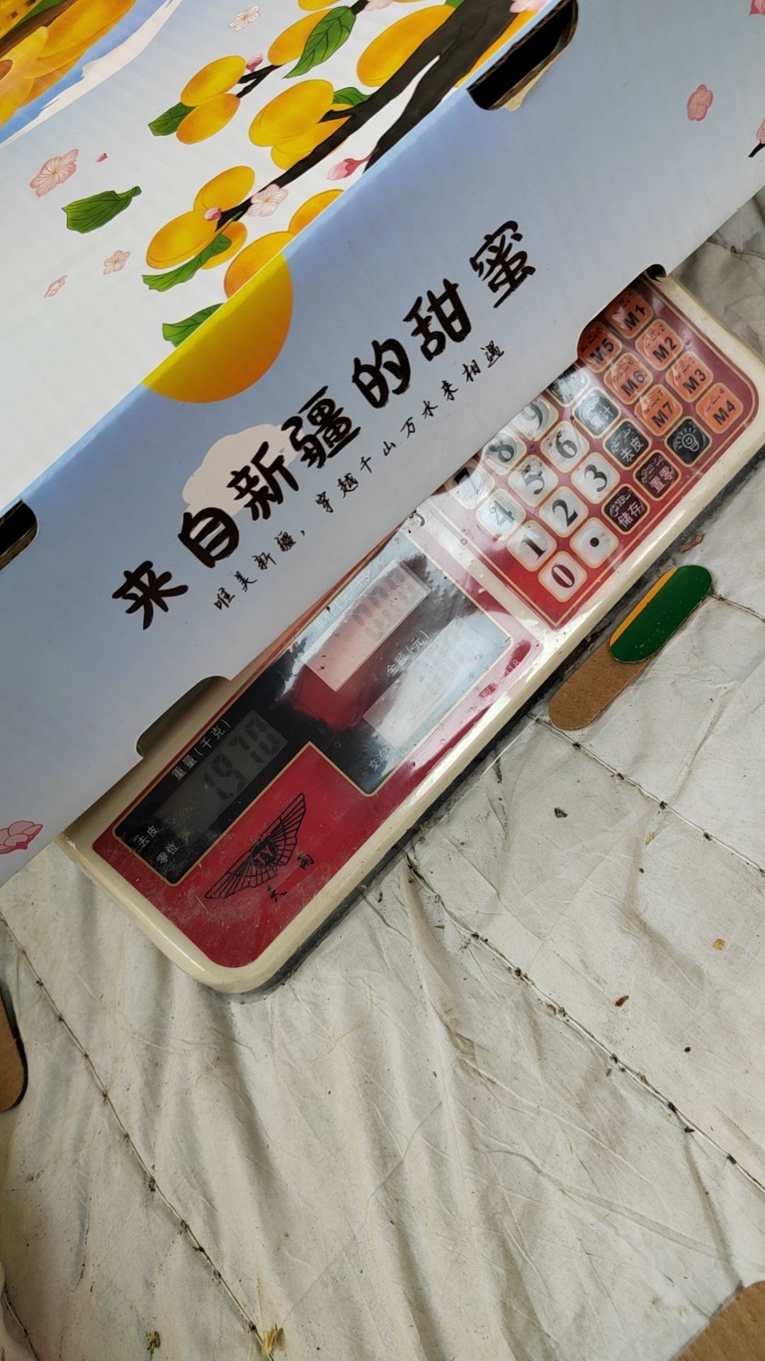 轮台小白杏