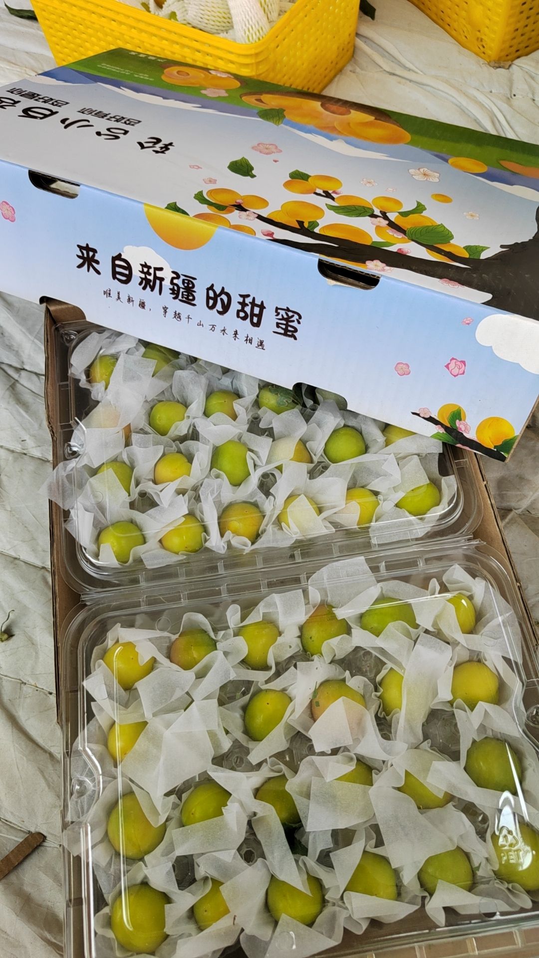 轮台小白杏
