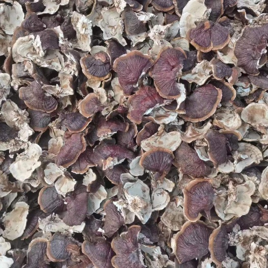 冠县大金边灵芝，山东灵芝种植基地，新货 2023