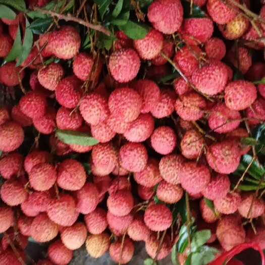 高州市桂味