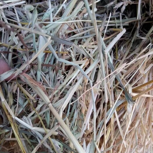 长春刚到一车优质黄储，保质量无土无膜水分安全