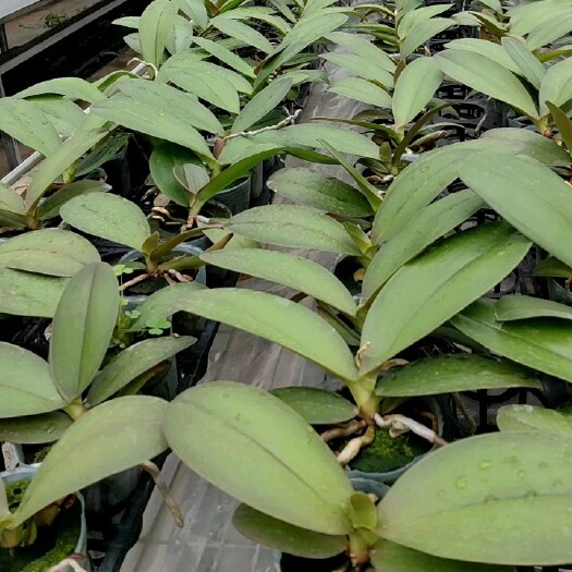 杭州蝴蝶兰苗28个品种大量现货
