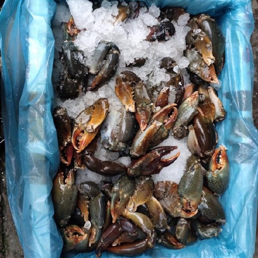 青蟹钳