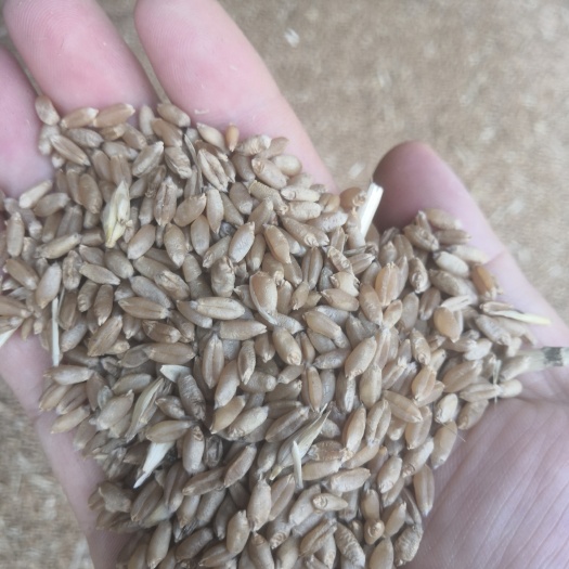 天门市新小麦一级