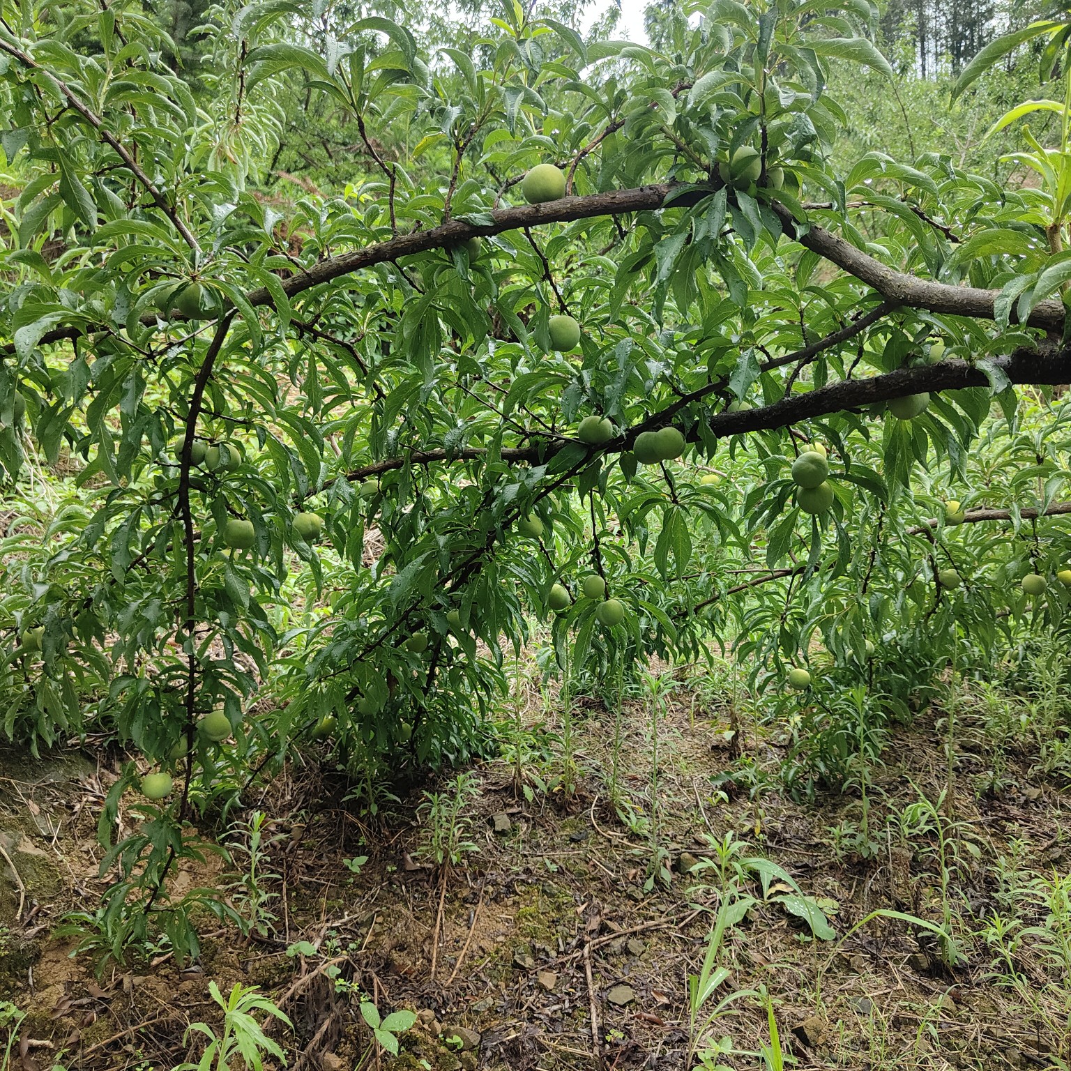 贵州特产蜂糖李