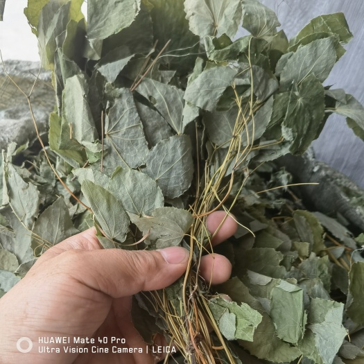 丹凤县秦岭高山高含量淫羊藿，