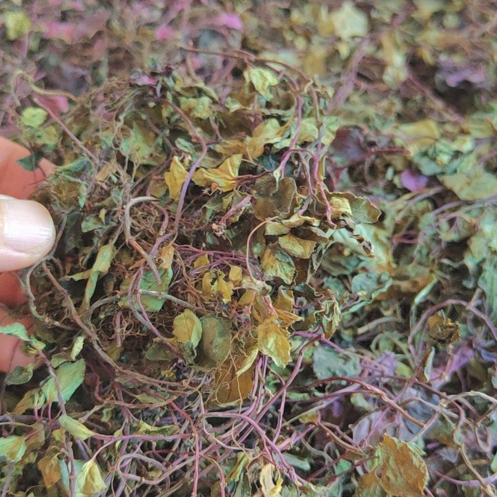 风柜斗草，风鼓草，风骨草