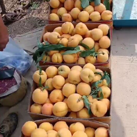 太康县黄金蜜桃