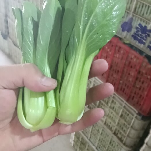 曹县上海青。