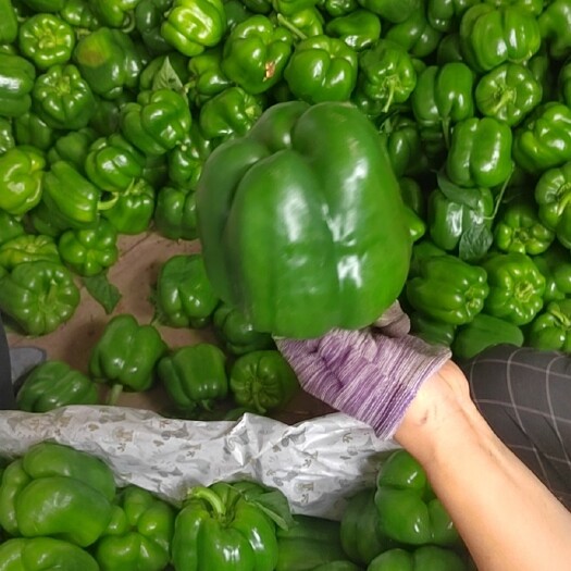 长子县方椒大量上市中
