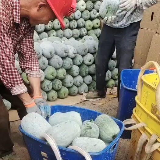 邛崃市邛崃粉娃小米冬瓜