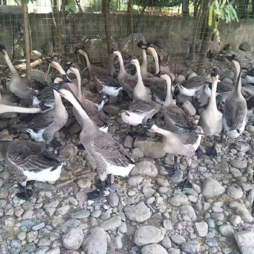 南宁大种马岗鹅苗，黑棕鹅灰鹅苗，肉质鲜美
