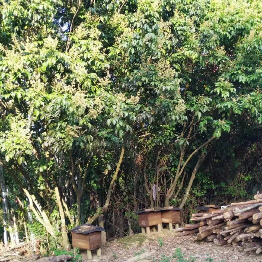 罗定市蜂蜜纯正天然野生土蜂蜜农家自产百花蜜正品木桶蜜成熟结晶蜜