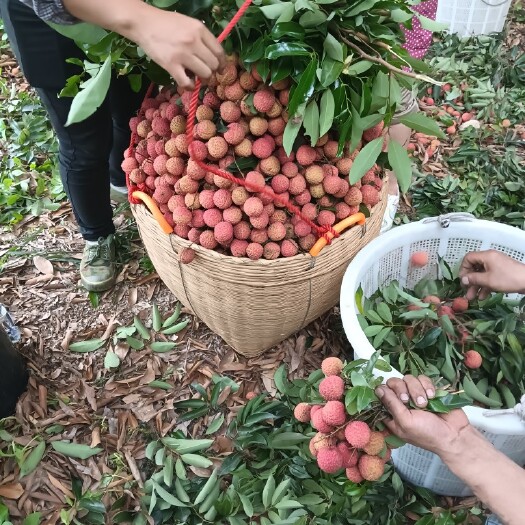 惠州惠州镇隆荔枝批发