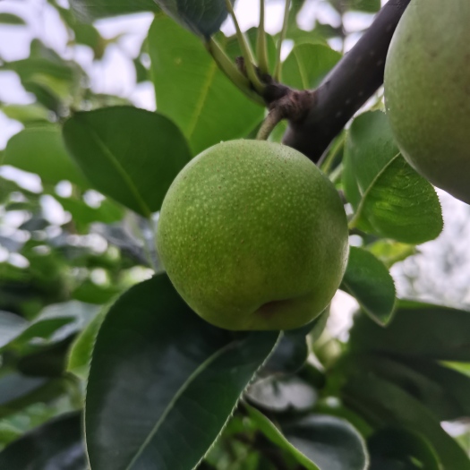 钟祥市苏翠一号，早熟，湖北沙梨基地直供