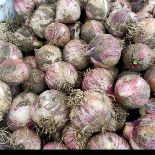 哈尔滨紫皮独头蒜