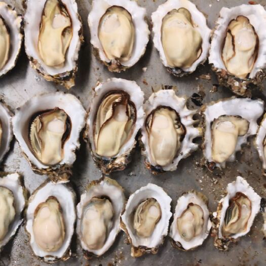 乳山市小豆   干净 净化蚝 冷链物流运输 餐饮批发合作