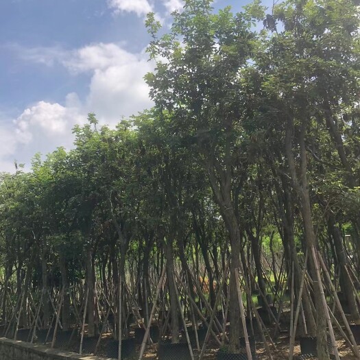 普宁市供应多花和少花黄花风铃木 骨架袋苗 土球结实欢迎现场选货