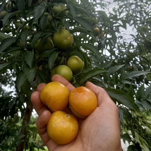重庆市蜂糖李
