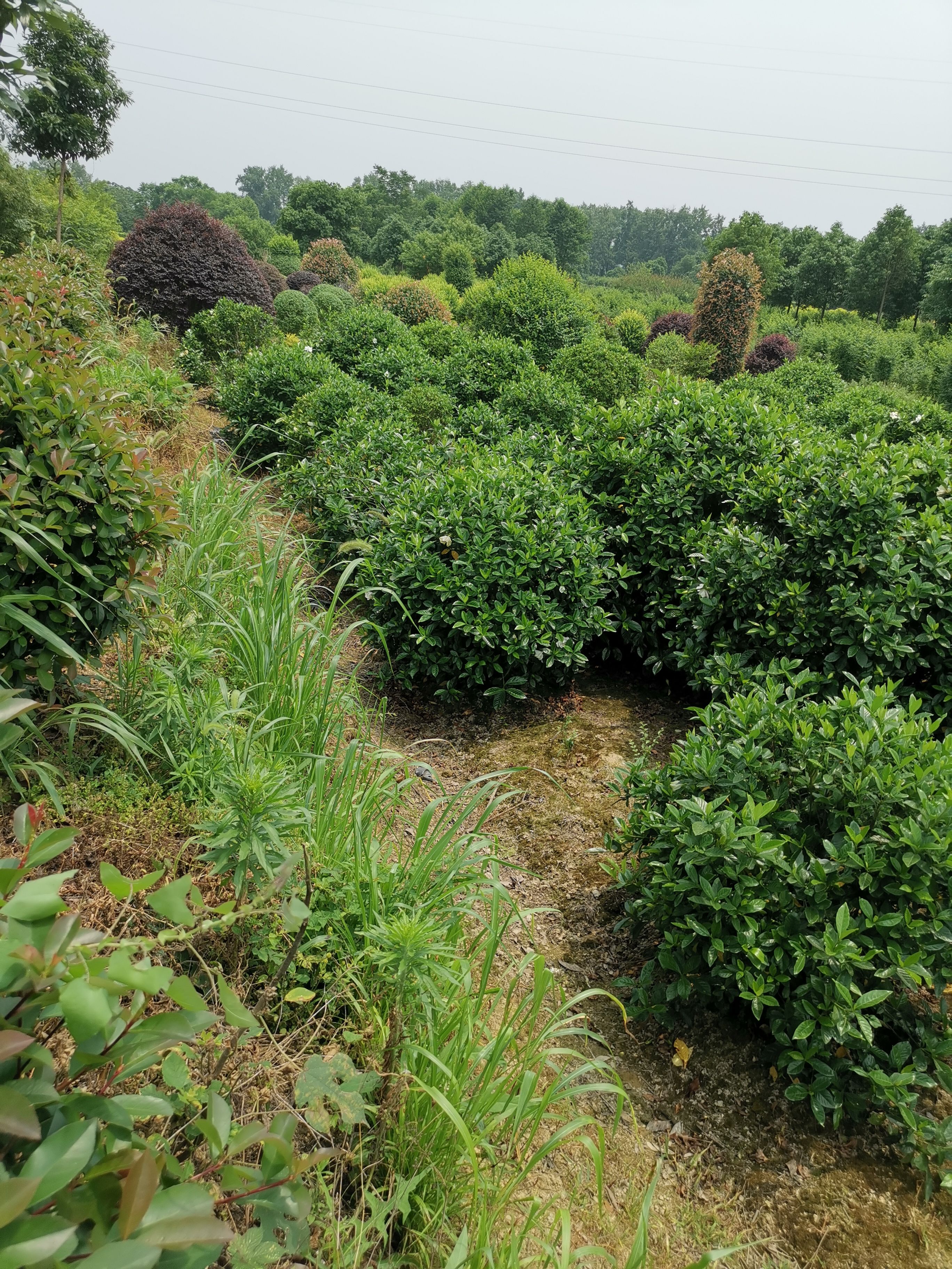 栀子花球，冠幅60--150公分，价格实惠