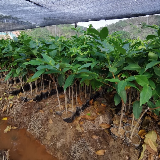 灵山县黑糖芭比连雾苗 裸根苗 杯苗大小规格都有
