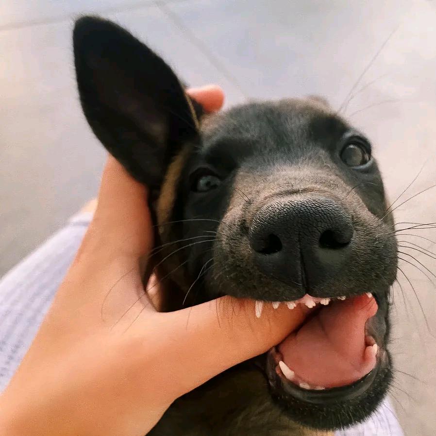 精品小马犬
