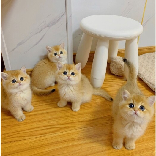 西安长期出售宠物猫，布偶、虎斑、蓝猫蓝白、银渐层金渐层、金吉拉