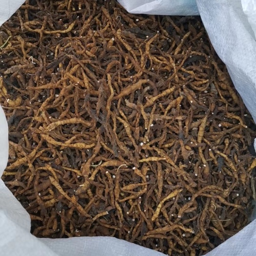 荣县纯九节菖蒲