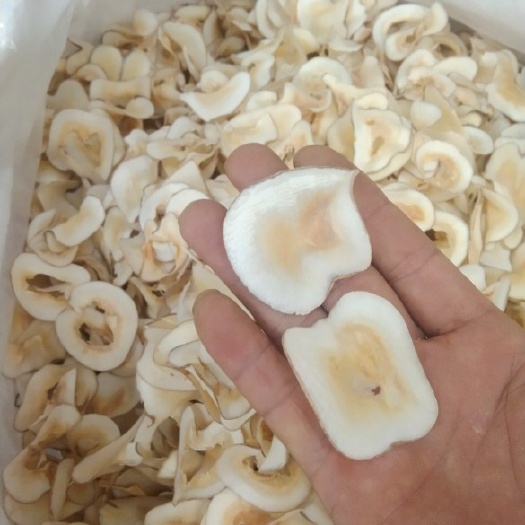 玉林海底椰泰国香水椰纯无硫颜色白煲汤精品批零兼营