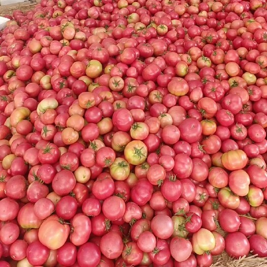 大英县粉果番茄