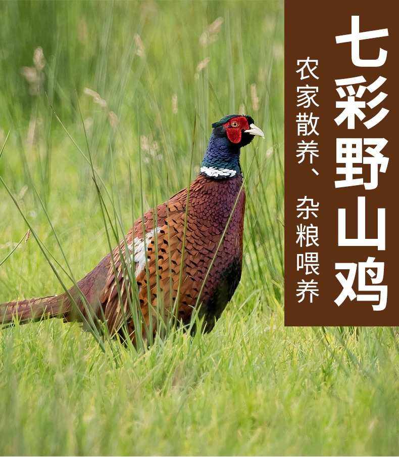 七彩山鸡1只包邮 现宰草原放养鸡肉瘦香 空运快递隔日到家