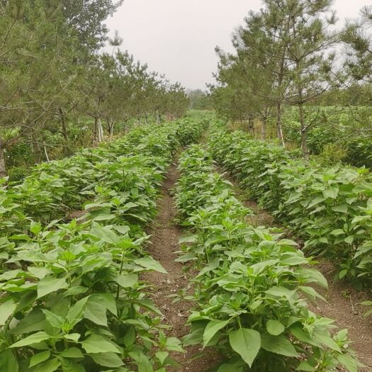 安新县洋姜种植基地，年产量800万斤，寻求各地收购商及合作伙伴