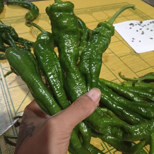 屏南县青龙6号，螺丝椒，猪肠椒，邹皮椒，品种20多种，量多