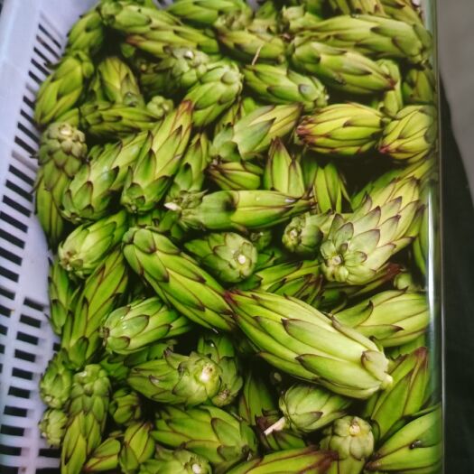 大新县霸王花