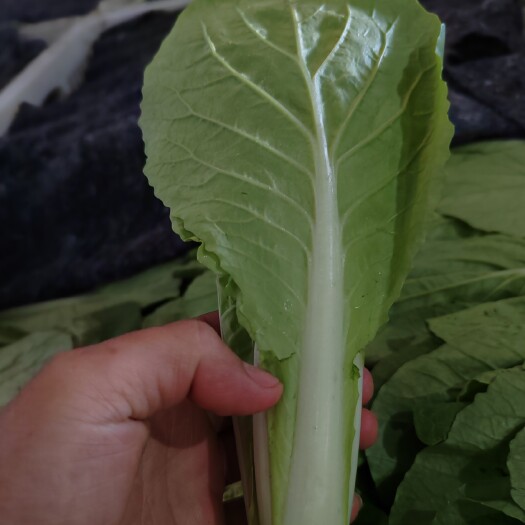 商丘精品小白菜，精品快菜
