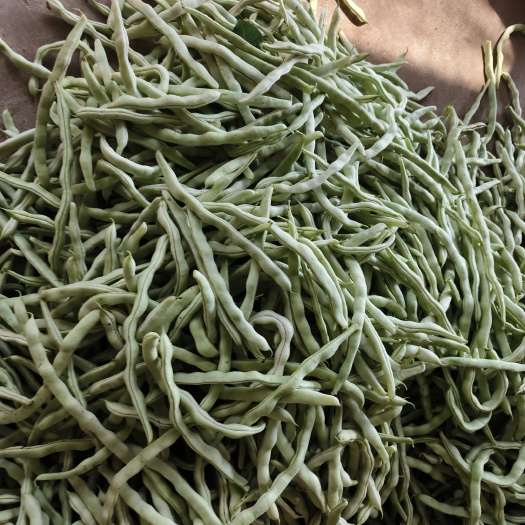 绥中县白豆角质量好