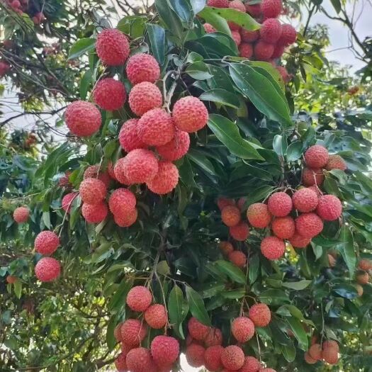 深圳荔枝