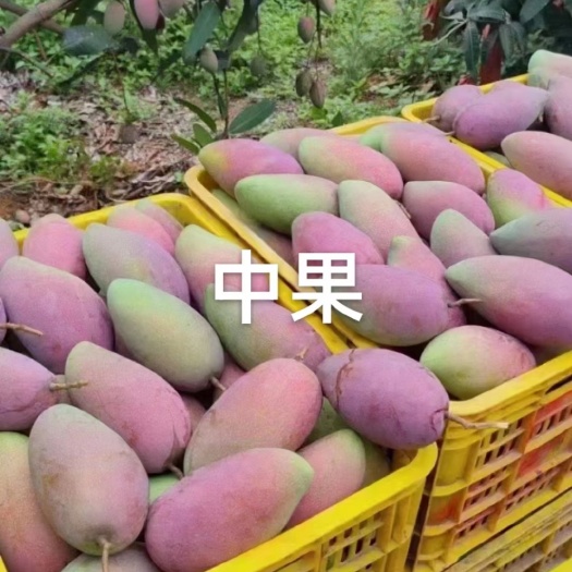 田东县品种多，质量好，口感好