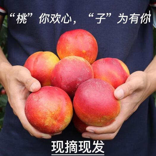油桃基地新鲜采摘-“桃”你欢心，“子”为有你