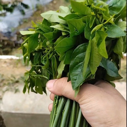广宁县树仔菜
