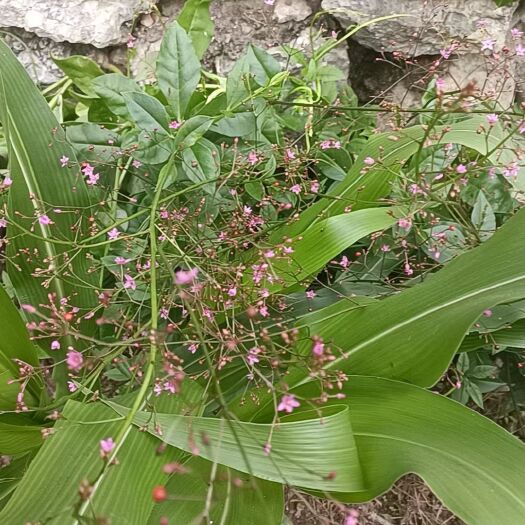 狗脚血竭，酸绞草，猫脚印，纤细老鹤草（干货，新鲜货）