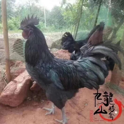 隆回县九龙山集团，五黑鸡