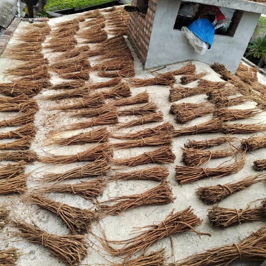 全州县广西桂林千斤拔，一手货源价格美丽，欢迎各位老板合作共赢