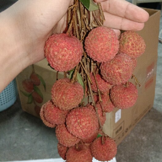 高州市广东茂名高州桂味荔枝