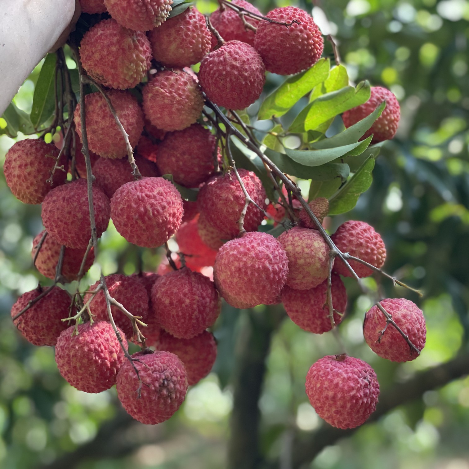 [桂味批发]广东镇隆桂味荔枝!镇隆直发!