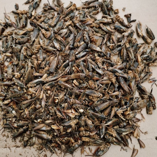 蟋蟀蛐蛐油葫芦中药材宠物食品泡酒料